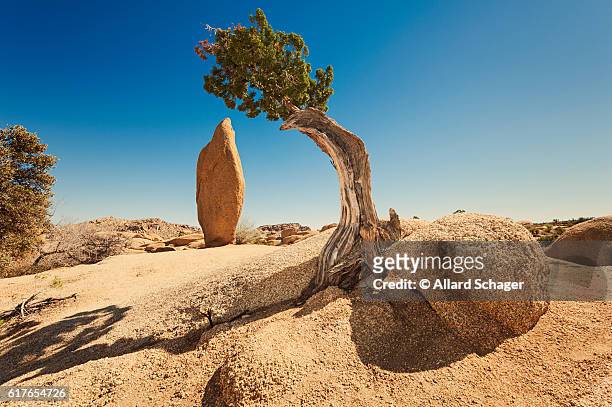 juniper and monolith in joshua tree national park - californië stock pictures, royalty-free photos & images