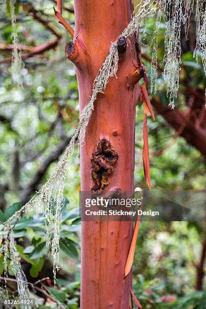 pacific madrone and spanish moss - pacific madrone stockfoto's en -beelden