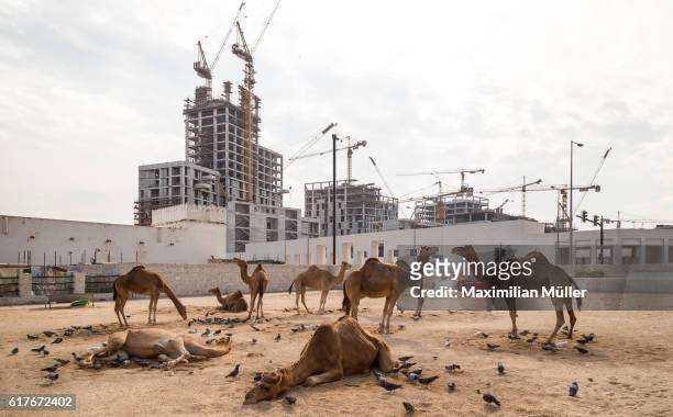 camels in front of a construction site, doha, qatar - qatar foundation imagens e fotografias de stock
