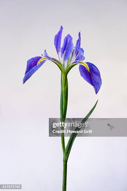 purple iris flower - lirio fotografías e imágenes de stock