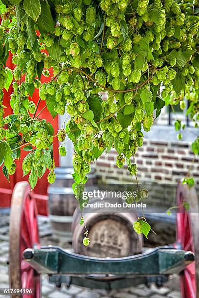 hops and beer barrels - national day of belgium 2016 imagens e fotografias de stock