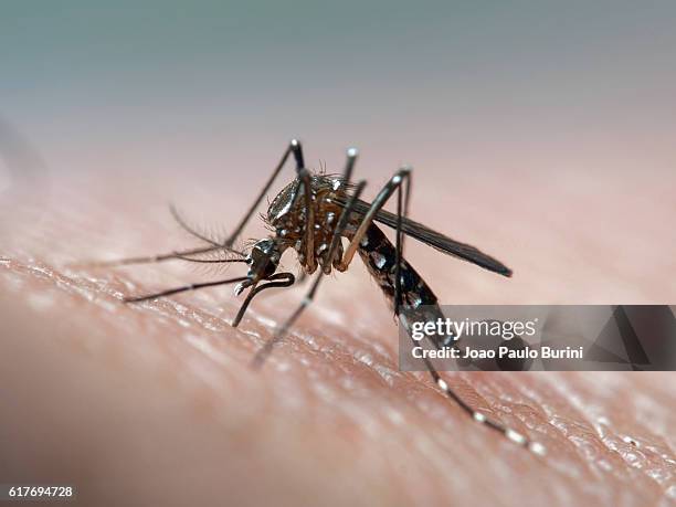 aedes aegypti (dengue, zika, yellow fever mosquito) biting human skin, frontal view - zanzara foto e immagini stock