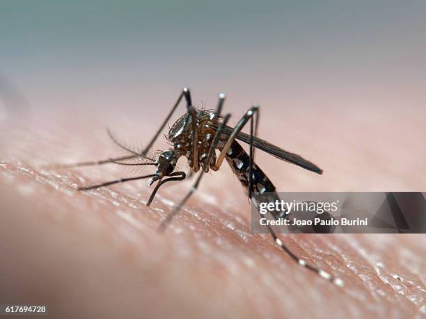 aedes aegypti (dengue, zika, yellow fever mosquito) biting human skin, frontal view - dengue - fotografias e filmes do acervo