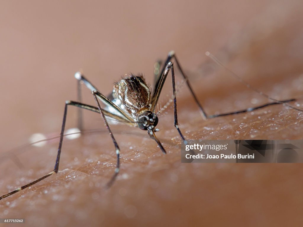 Aedes aegypti (dengue, zika, yellow fever mosquito) biting human skin, frontal view