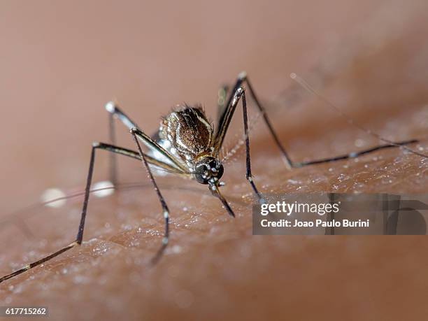 aedes aegypti (dengue, zika, yellow fever mosquito) biting human skin, frontal view - zika virus stock pictures, royalty-free photos & images