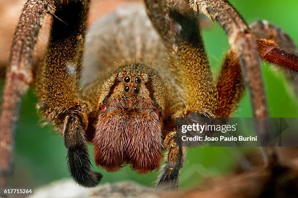 front protrait of a brazilian wandering spider / banana spider (phoneutria nigriventer) - golden silk spider stock pictures, royalty-free photos & images