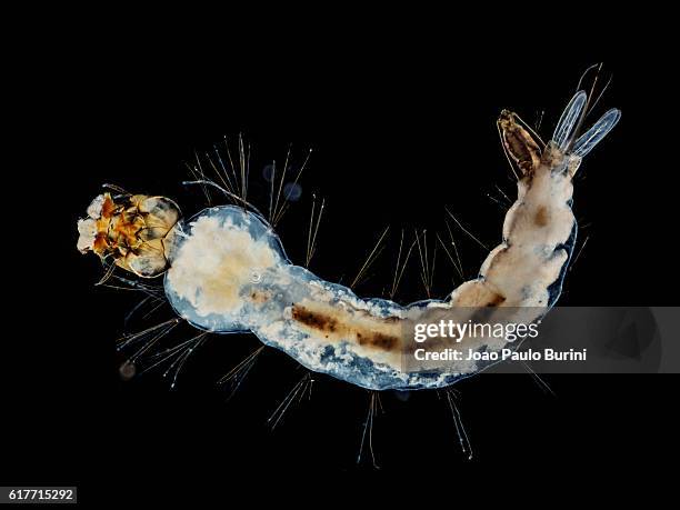 larva of yellow fever and zika mosquito (aedes aegypti) on a black background - larva stock-fotos und bilder