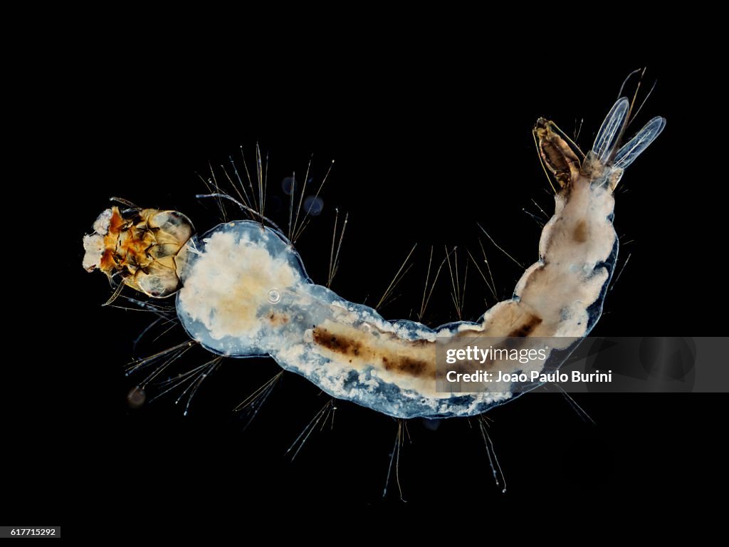 Larva of yellow fever and zika mosquito (Aedes aegypti) on a black background