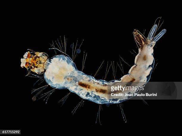 larva of yellow fever and zika mosquito (aedes aegypti) on a black background - disease vector stock pictures, royalty-free photos & images