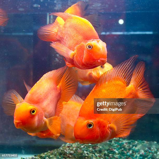 blood parrot cichlids in fish tank - cichlid aquarium stock pictures, royalty-free photos & images