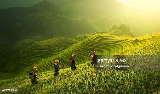 farmers walking on rice fields terraced - vietnam stockfoto's en -beelden