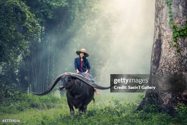 asian woman farmer with a buffalo - wasserbüffel stock-fotos und bilder