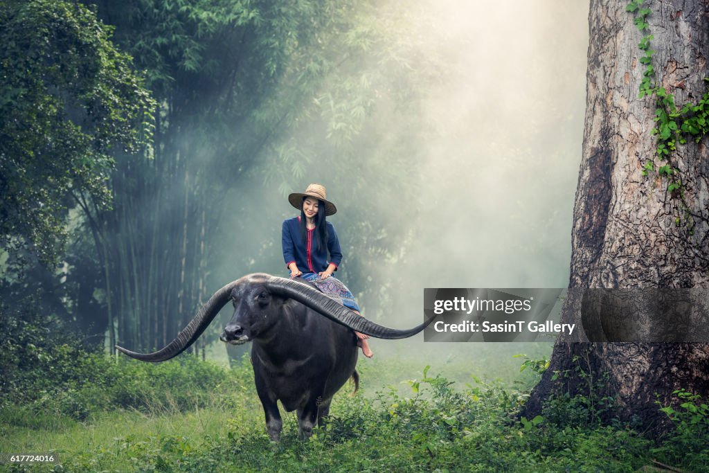 Asian woman farmer with a buffalo