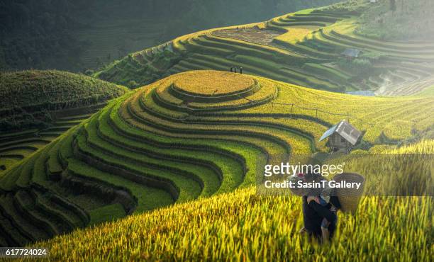 mother and dauther hmong, working at rice terrace - tribal head gear in china stock pictures, royalty-free photos & images