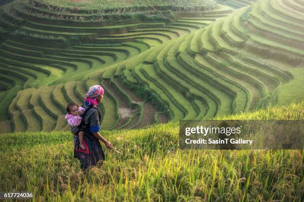 mother and child hmong, working at rice terraces - minoría miao fotografías e imágenes de stock