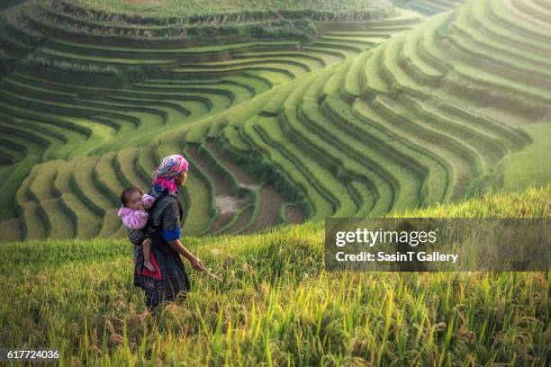 mother and child hmong, working at rice terraces - hmong stockfoto's en -beelden