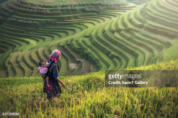 mother and child hmong, working at rice terraces - miaominoriteten bildbanksfoton och bilder