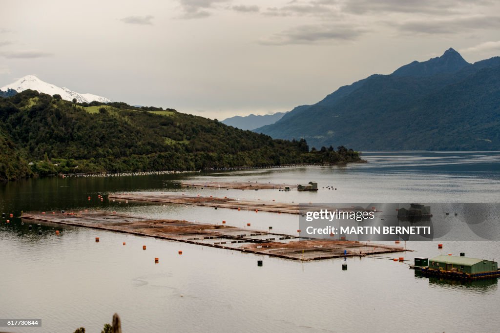 CHILE-FISHING-SALMON