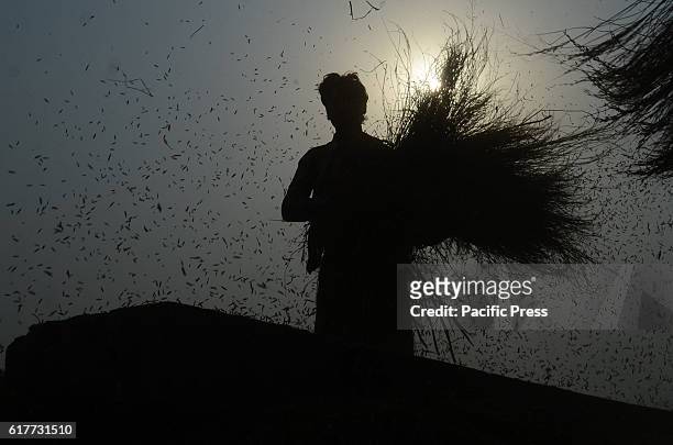 Pakistani farmers work in a rice field after threshing amber rice during a harvest at a field on the outskirts.It is the most important staple food...