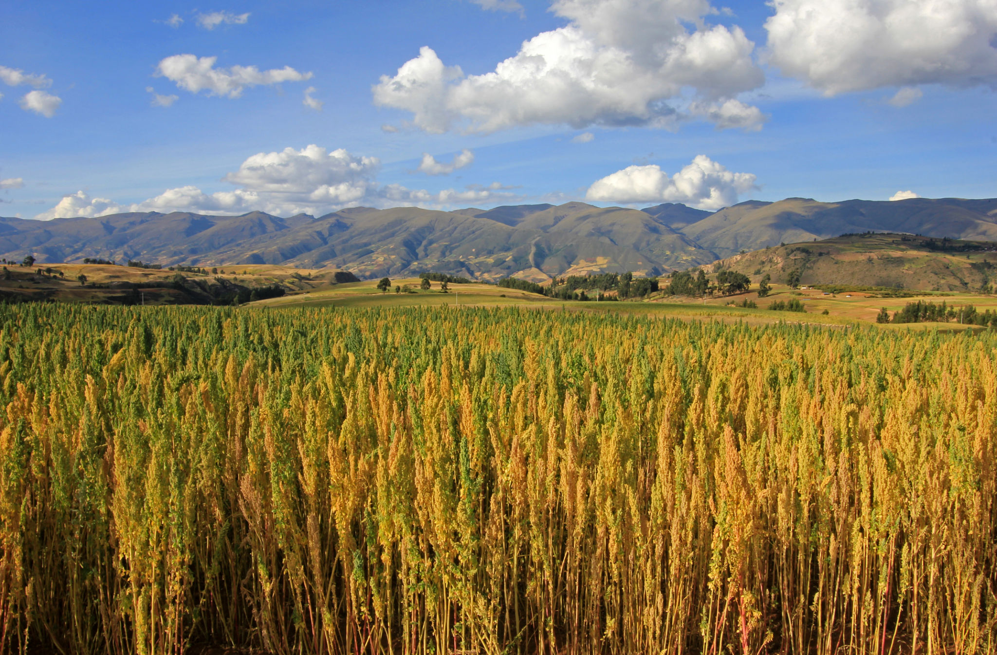 peruvian agriculture