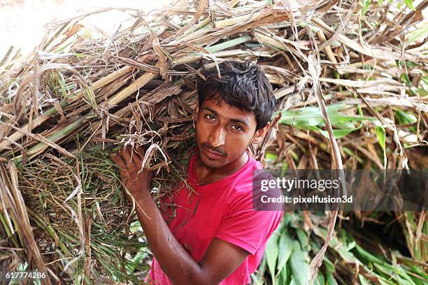 farmer carrying silage use as animal fodder - isle of wight village stock pictures, royalty-free photos & images