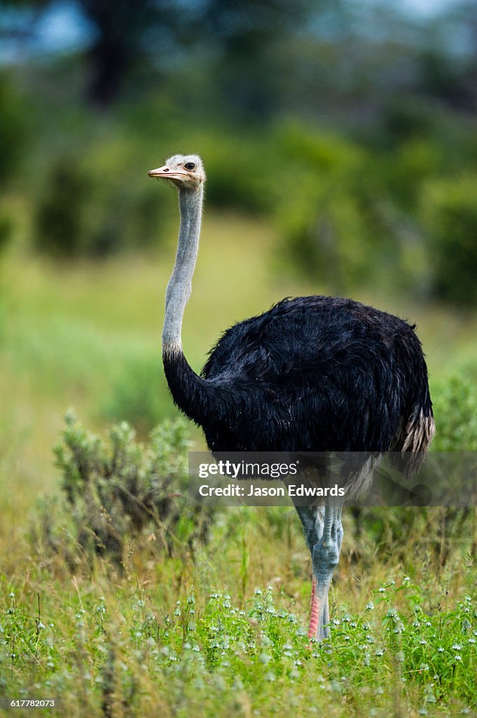 A male Ostrich with pink shins during courtship behaviour.