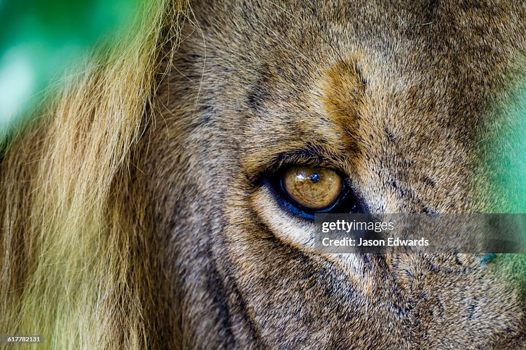 The piercing stare of a male African Lion stalking prey behind a bush.
