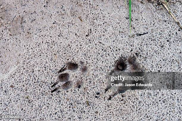 fresh aardwolf paw and claw tracks in wet sand at dawn. - aardwolf stock pictures, royalty-free photos & images