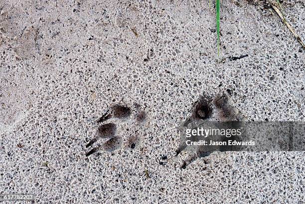 fresh aardwolf paw and claw tracks in wet sand at dawn. - lobo da terra imagens e fotografias de stock