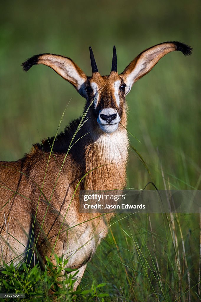 The enormous ears of a sub-adult Roan Antelope alert on a floodplain at dawn.