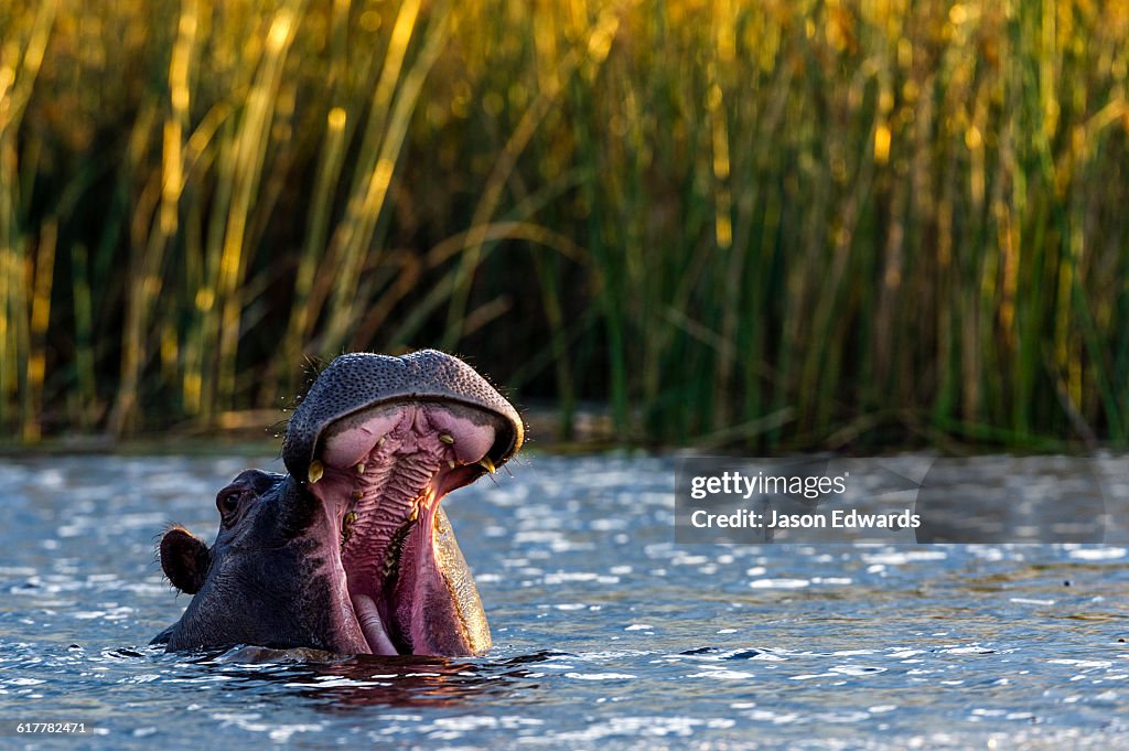 A Nile Hippopotamus stretches its jaws displaying its large canine teeth.