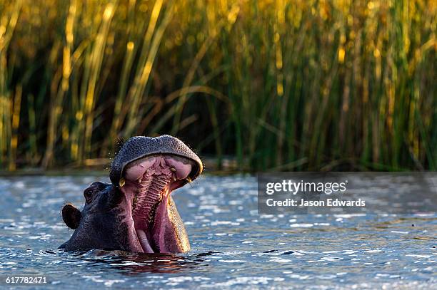 a nile hippopotamus stretches its jaws displaying its large canine teeth. - canine teeth stock pictures, royalty-free photos & images