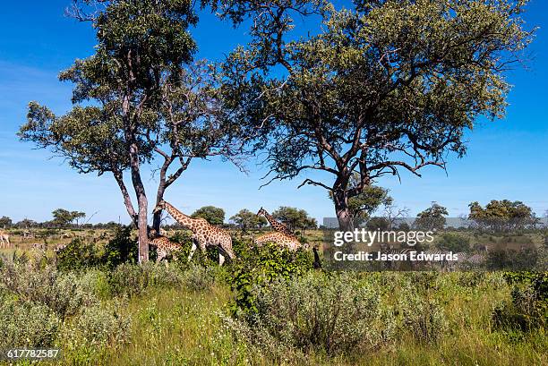 a herd of giraffe and burchells zebra on a lush floodplain. - zebra herd stock-fotos und bilder