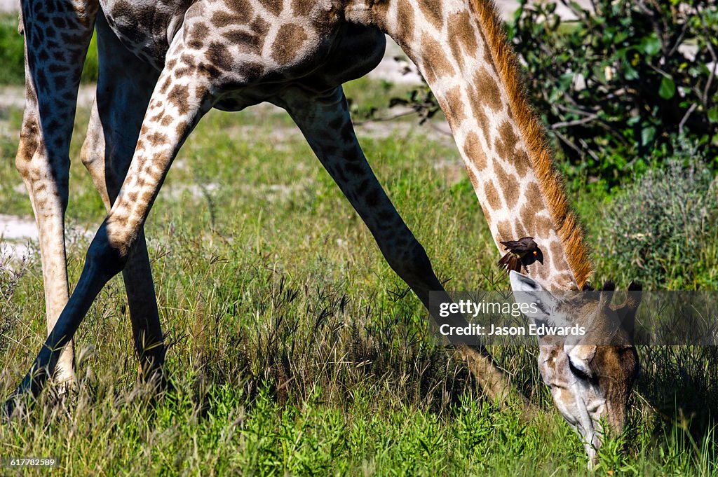 A Giraffe Bending Its Long Neck To Drink From A Waterhole High-Res