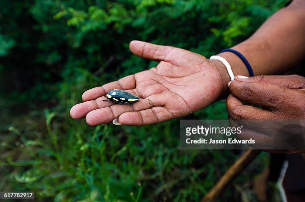 a san bushmen woman holding a flower scarab beetle to eat. - cetoniinae stock pictures, royalty-free photos & images