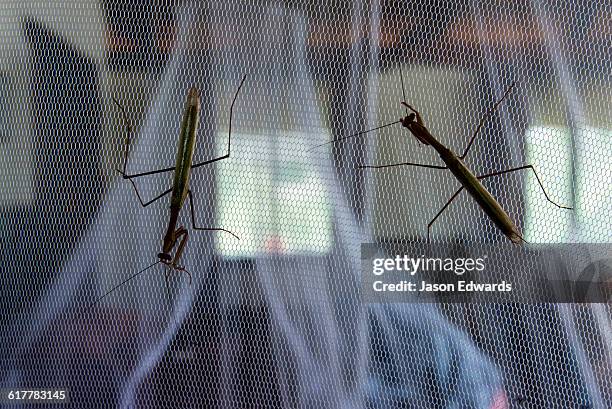 a pair of praying mantis on the mosquito net of a safari lodge bed. - mosquito netting stock pictures, royalty-free photos & images