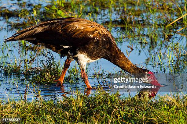 Goose Reed Reed River Photos and Premium High Res Pictures - Getty Images