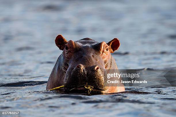 an aggressive nile hippopotamus surfaces in a river to challenge its territory. - hipopotamo imagens e fotografias de stock