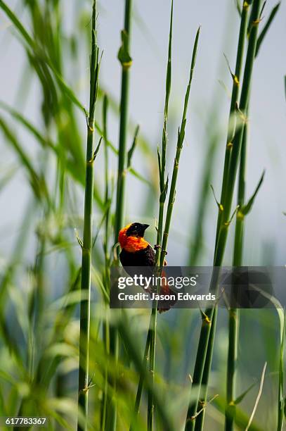 a red bishop feeding on seeds in a reed bed. - euplectes orix stock pictures, royalty-free photos & images