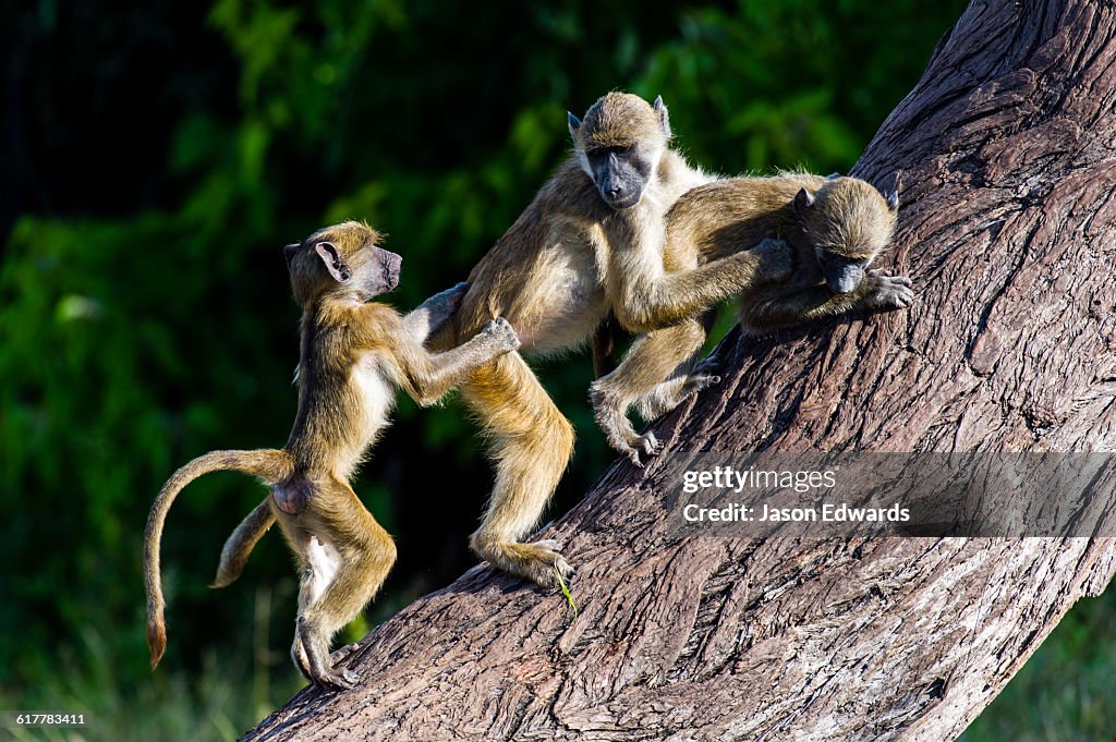 A group of you Chacma Baboons play fighting on a tree trunk.