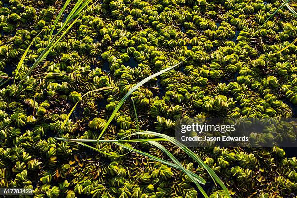 an introduced water plant suffocating the surface of a wetland. - introduced species stock pictures, royalty-free photos & images