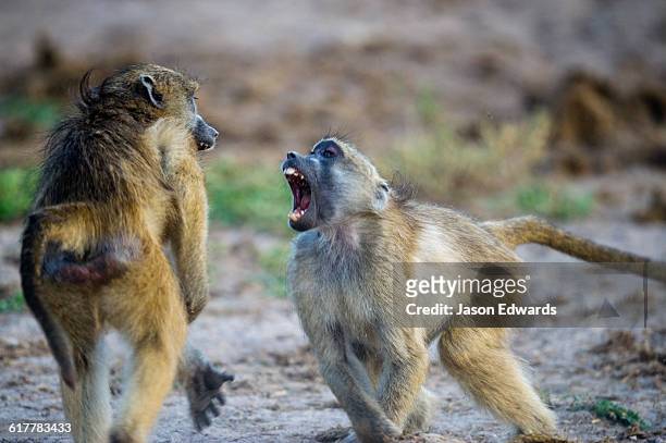 a pair of sub-adult chacma baboons fighting on a river shore. - angry monkey stock pictures, royalty-free photos & images