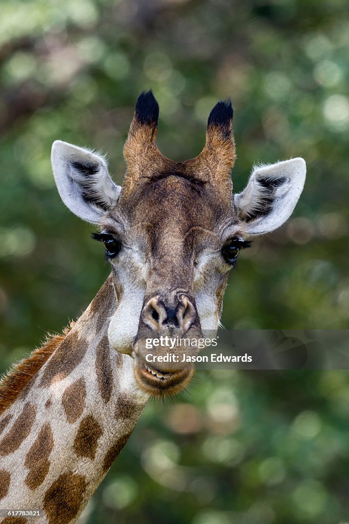 A Giraffe chewing its cud with its bolus in its cheek.