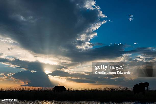 the silhouette of an african elephant raising its trunk on a floodplain at sunset. - jason wise 個照片及圖片檔