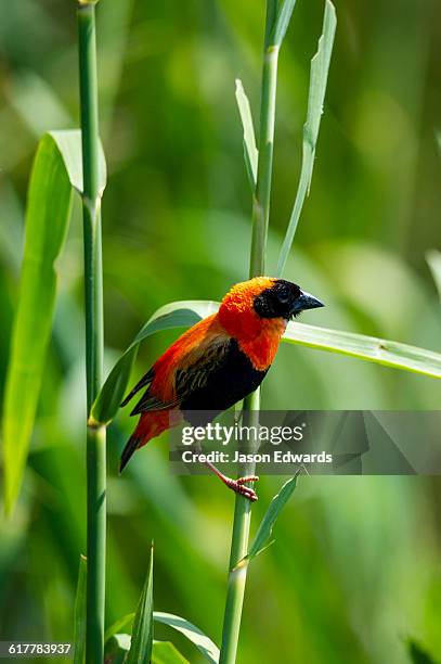 a red bishop feeding on seeds in a reed bed. - euplectes orix stock pictures, royalty-free photos & images