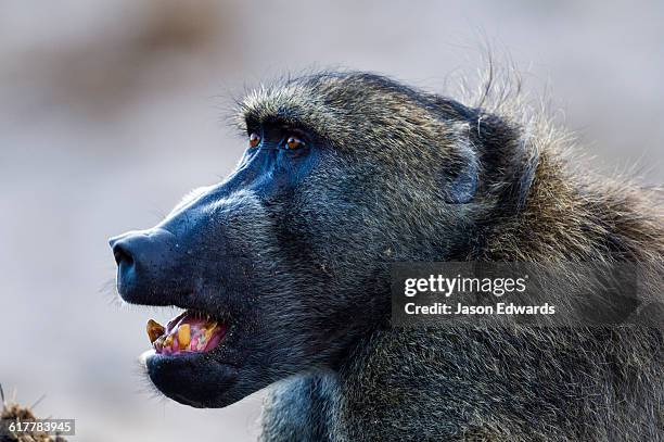a large male chacma baboon displaying its worn canine teeth in aggression. - chacma baboon stockfoto's en -beelden