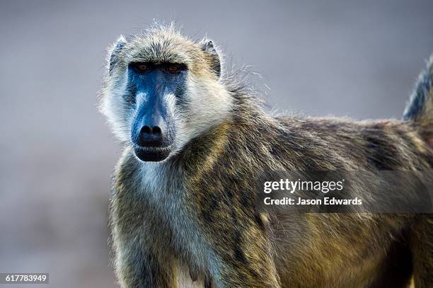 a female chacma baboon looking at the camera. - chacma baboon 個照片及圖片檔