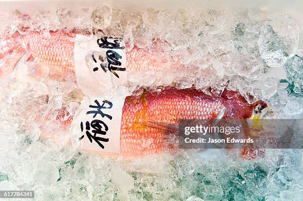 a bright red fish placed in ice for sale in a fish market. - tokyo food stock pictures, royalty-free photos & images