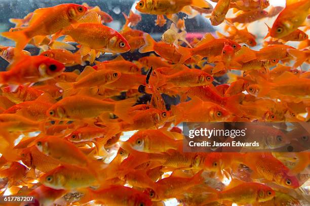 a fish tank full of red goldfish in a market for nowruz the iranian new year. - isfahan foto e immagini stock