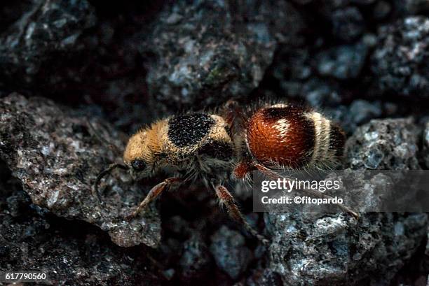 velvet ant (cow killer) - ant killer stock pictures, royalty-free photos & images